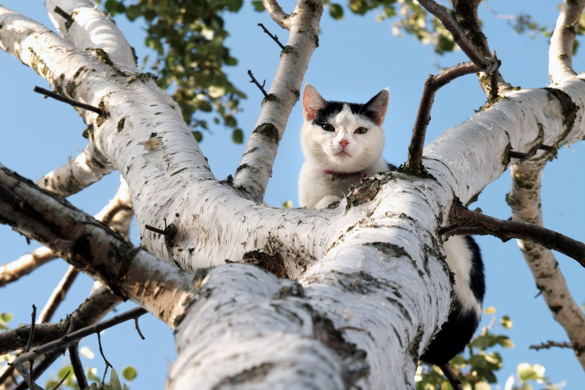 Gatto su un albero