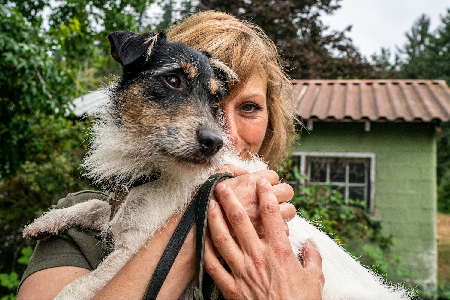 mns027107 jack russell terrier